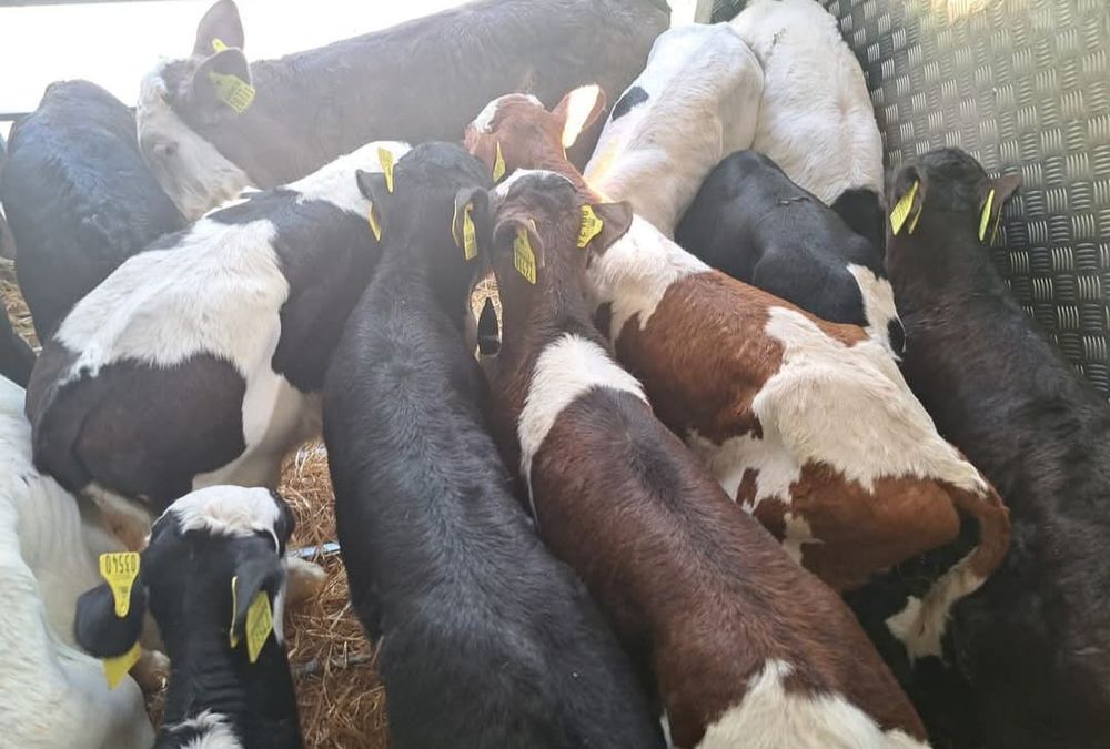 Byczki Jałówki Polskie Legnica