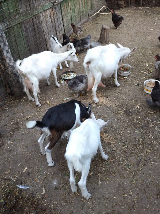 Жир козиний для лікування