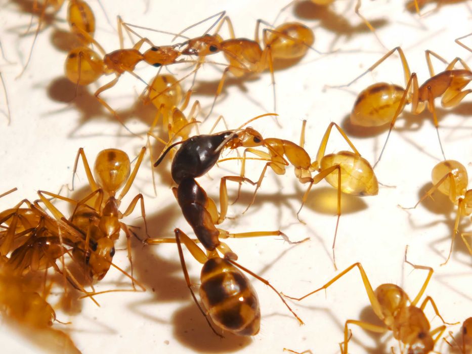 Camponotus maculatus мурахи