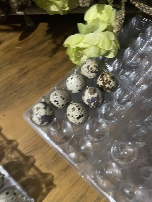 Ovos codorniz galados caseiros