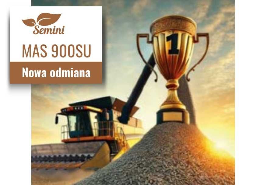 Słonecznik MAS 900SU nasiona kwalifikat oryginalne