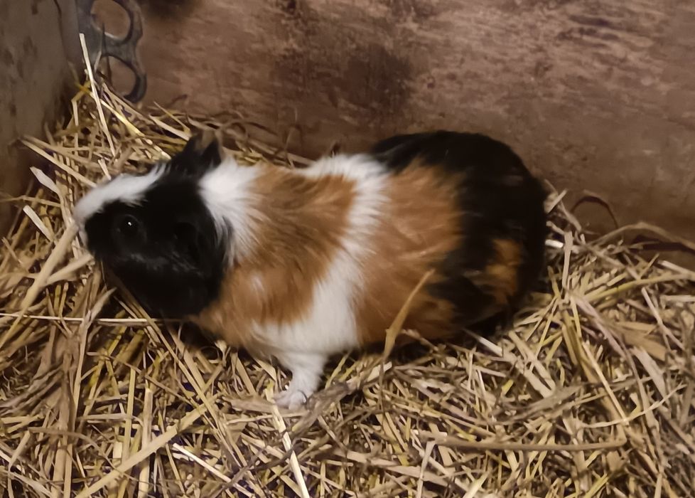 Świnka morska samiec