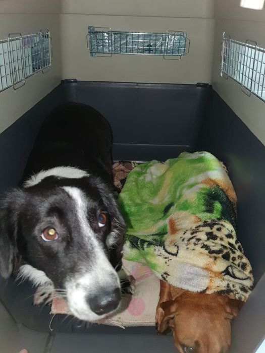 Caixa de transporte para pets Padrão IATA para viagens/passeios