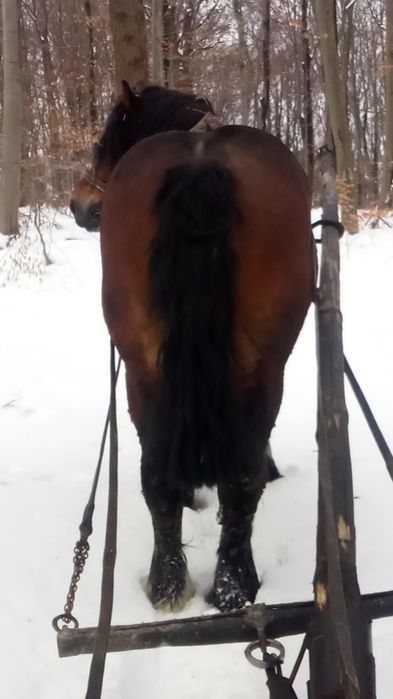 Sprzedam konia ogiera