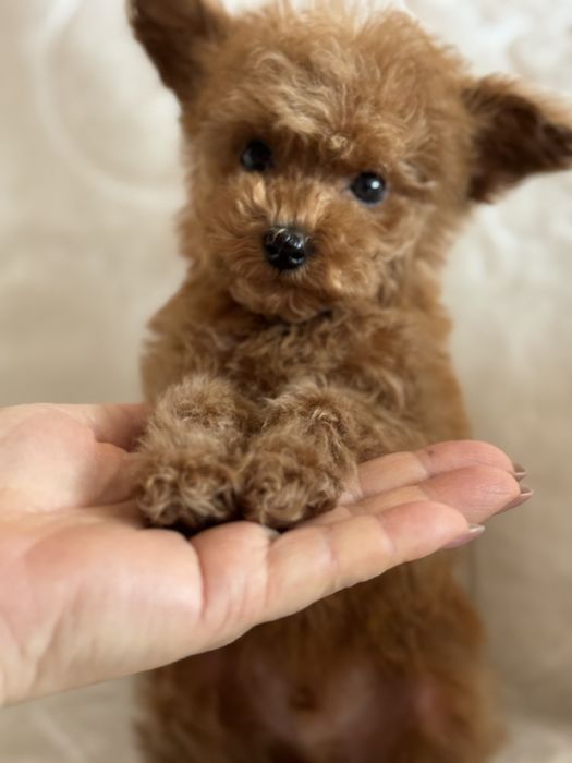 Той пудель хлопчик