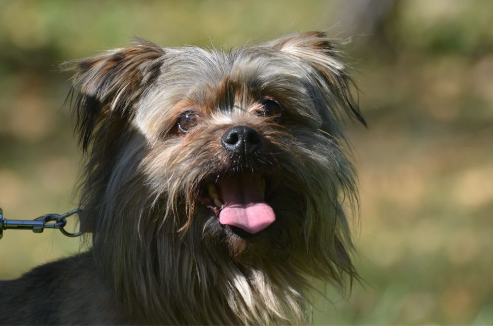 Miecio-do adopcji