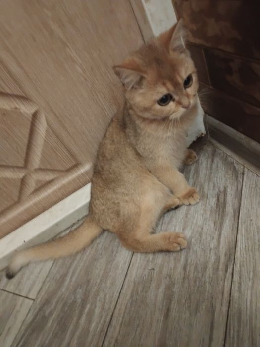 Кошеня золотої шиншили