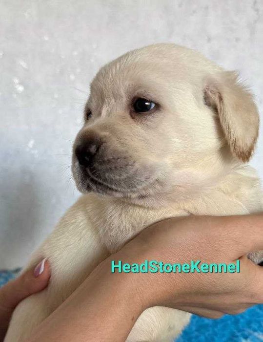 Щенки Лабрадора ретривера КСУ