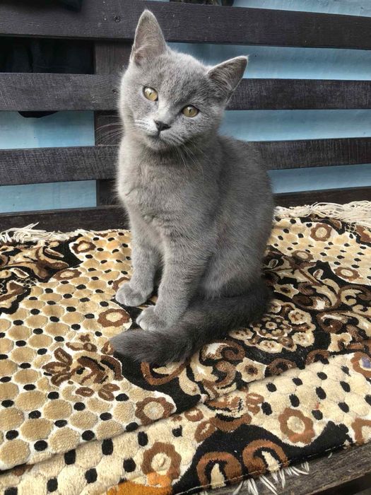Шотланські котики