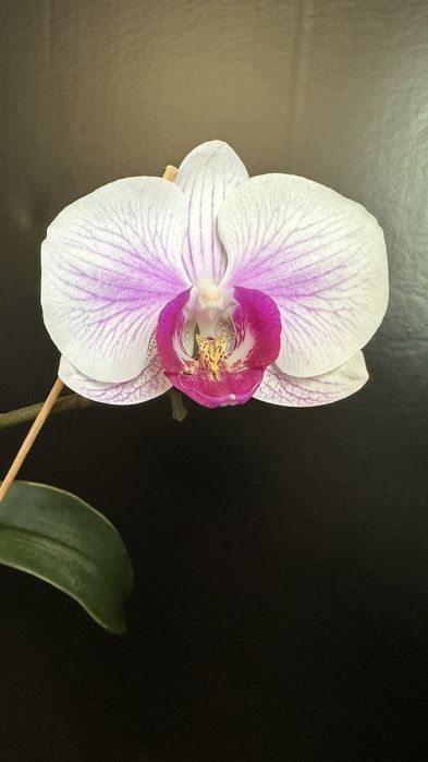 Орхідея домашня рослина.