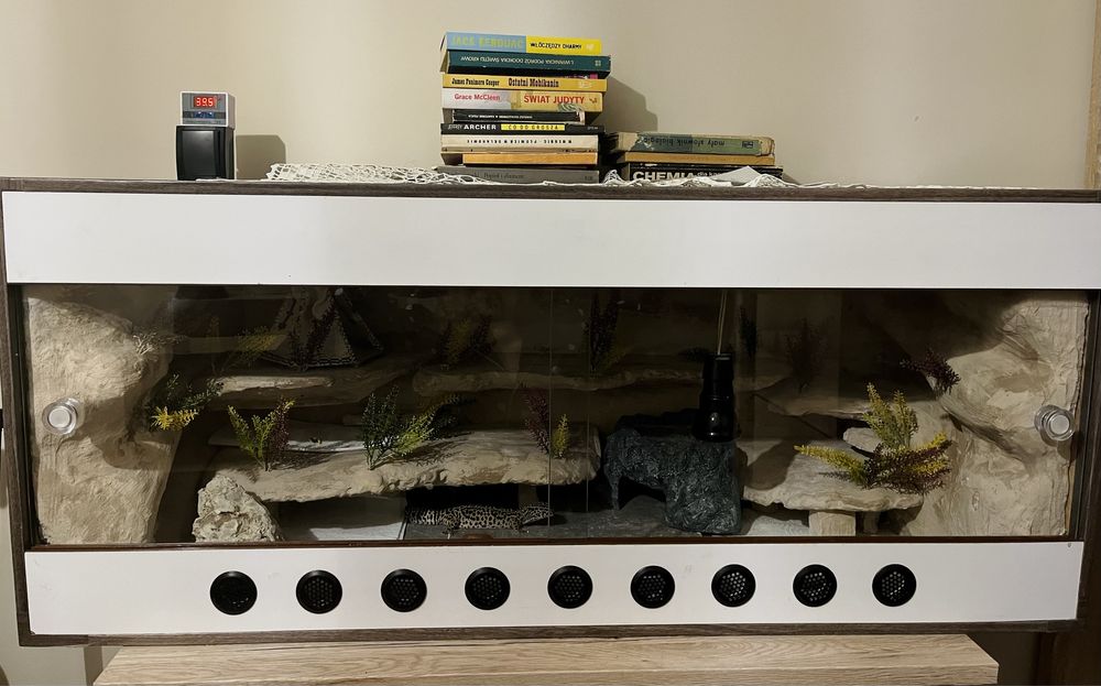 Samica gekona lamparciego wraz z terrarium