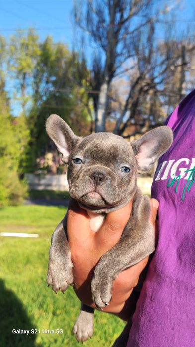 Мы в Одессе голубые щенки!