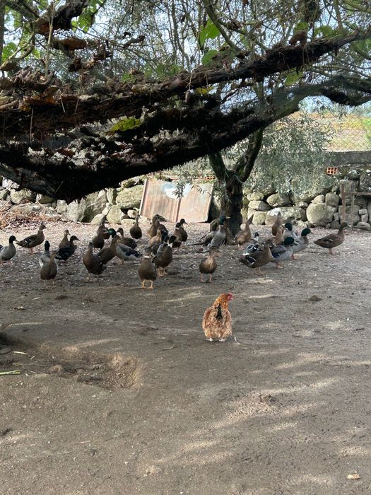 Patos bravos de 2025