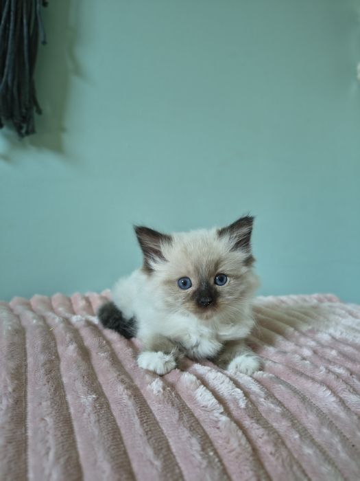 Ragdoll piękny kocurek