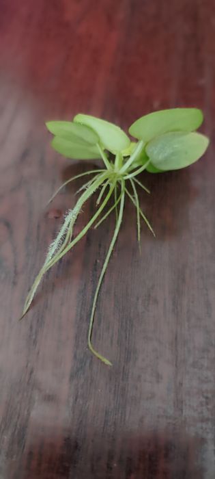 Аквариумные водоросли Лимнобиум