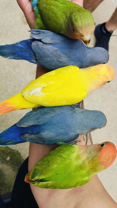 Vendo agapornis domesticados e super meigos