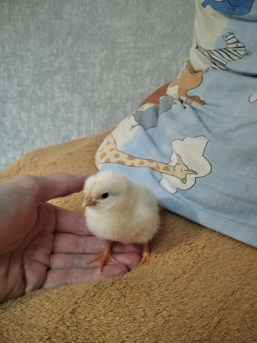 Продам яйца на инкубацию