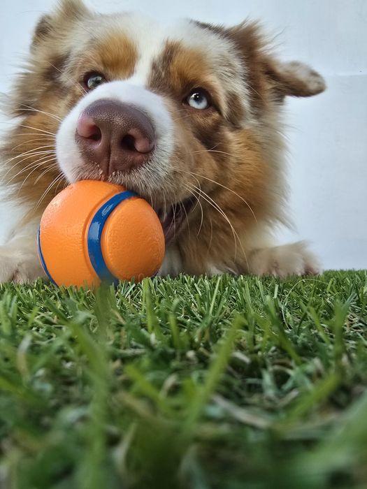 Cão para acasalar64739243249154123