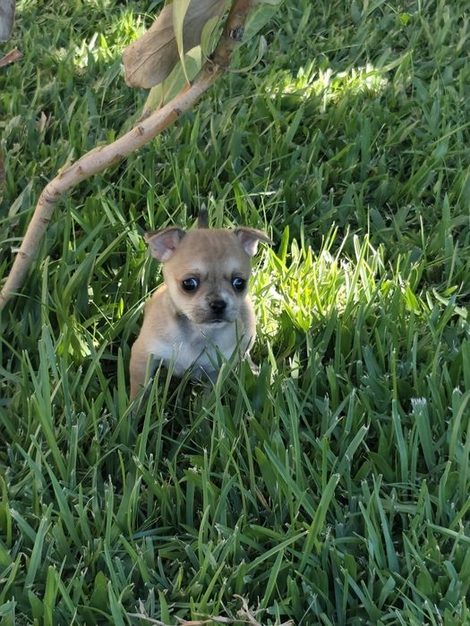 Fêmea Chihuahua disponível