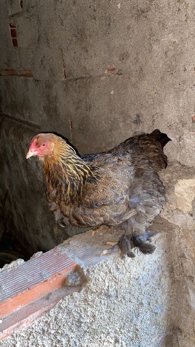 Vendo galinhas brahmas com menos de 1 ano
