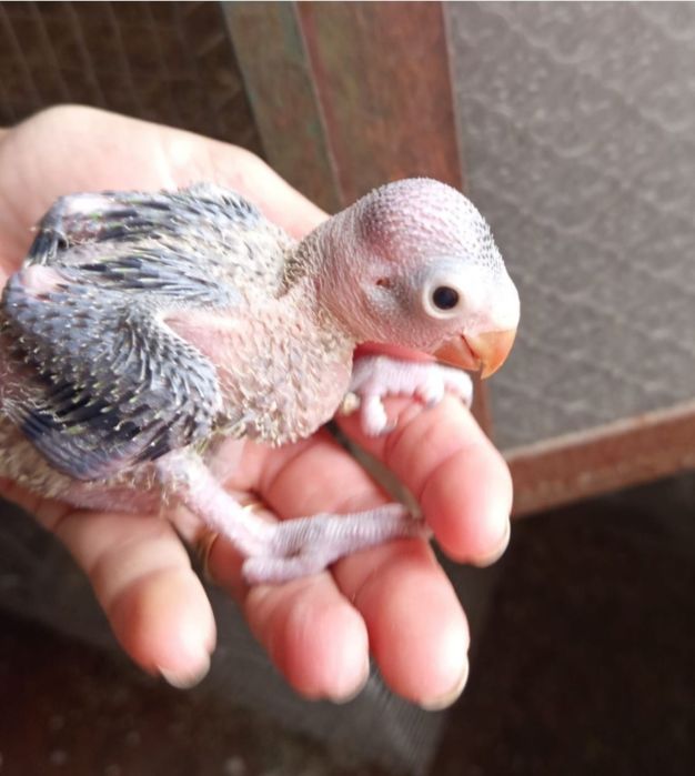 Papagaio amazonas/ ring neck demosticados