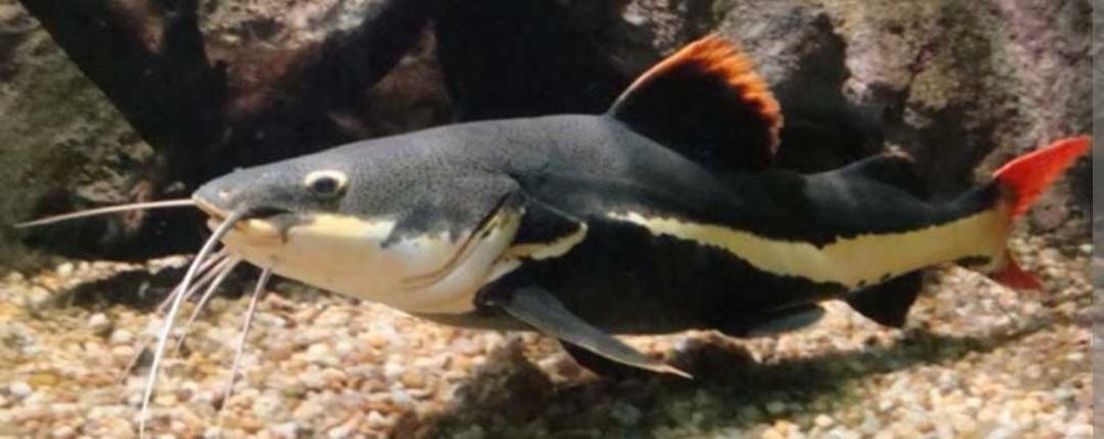 Peixe pirarara jumbo