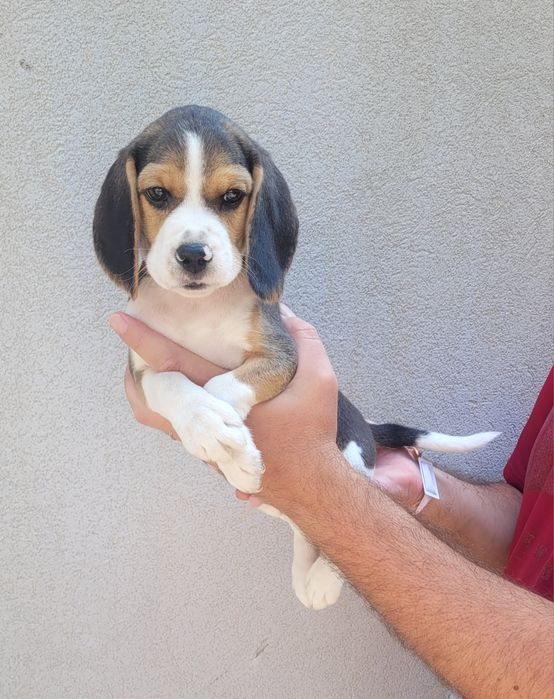 Beagle tricolor bebé