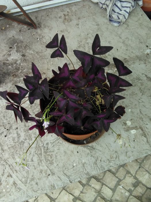 Trevo roxo envasado