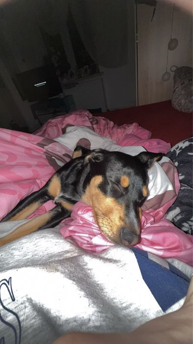 suczka do adopcji