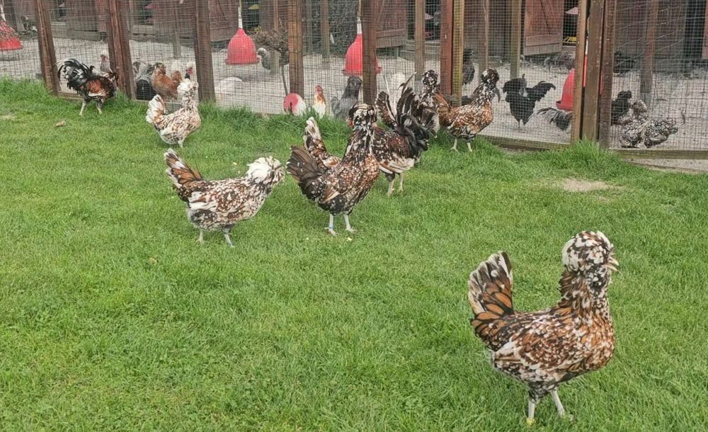 Jaja lęgowe Białoczub Holenderski Czubatka Polska Brodata