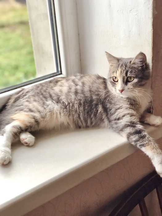 Найкраща киця в надійні руки