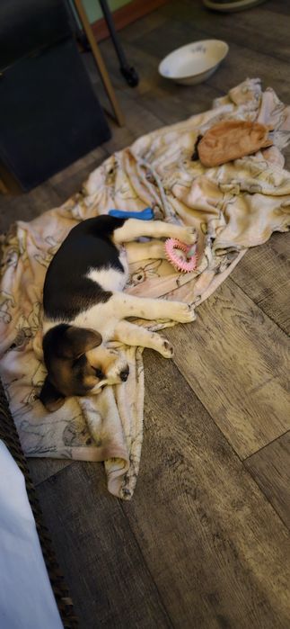 Oddam w dobre ręce super pieska szczeniak Beagle z owczarkiem Bernensk