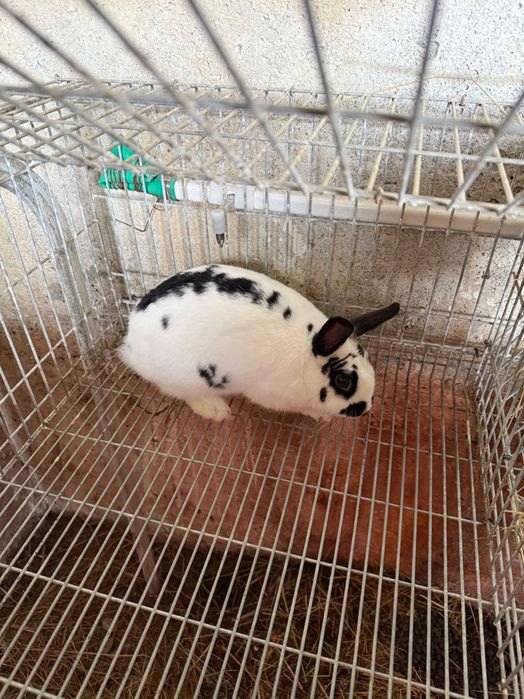 Coelhos mini borboleta