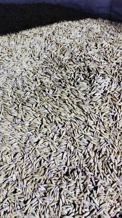 Owies Rambo bardzo ładny