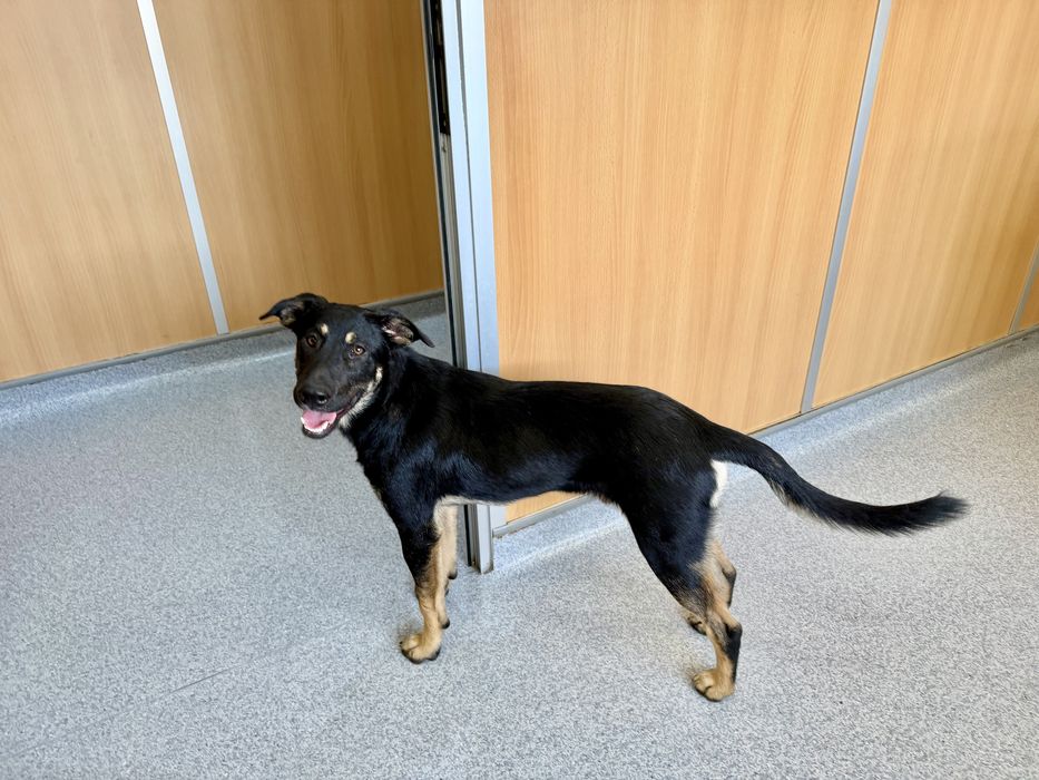 Cachorro 6 meses muito meigo