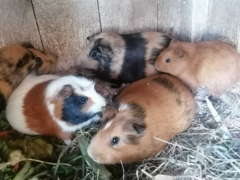 Sprzedam świnki morskie