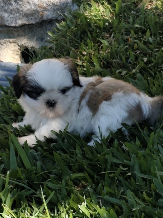 Shih-Tzu macho disponível
