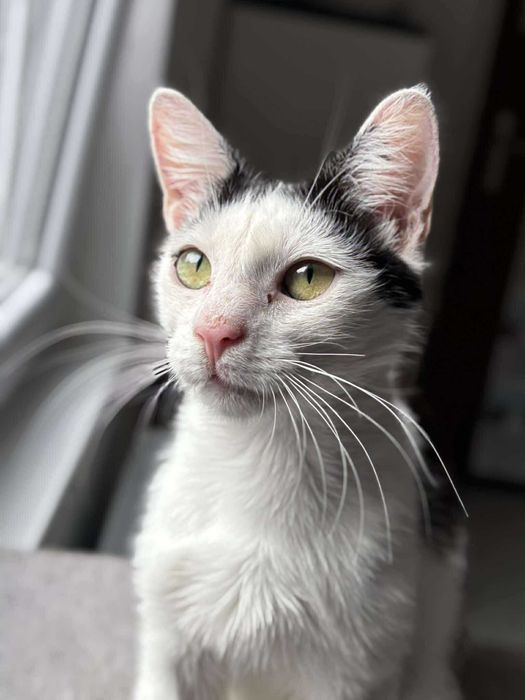 Młody Kokardek szuka domu