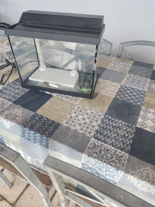 Aquário  peixes agua fria