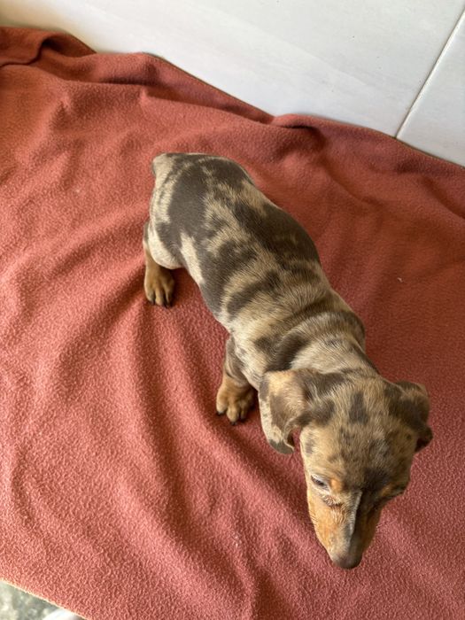 Teckel femea miniatura de pelo curto