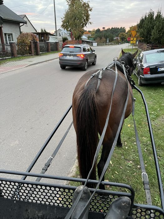 Małopolak 5 lat wydoki spokojny bryczka siodlo