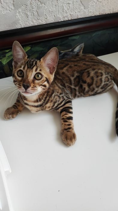 Бенгальские котята Шоу класса