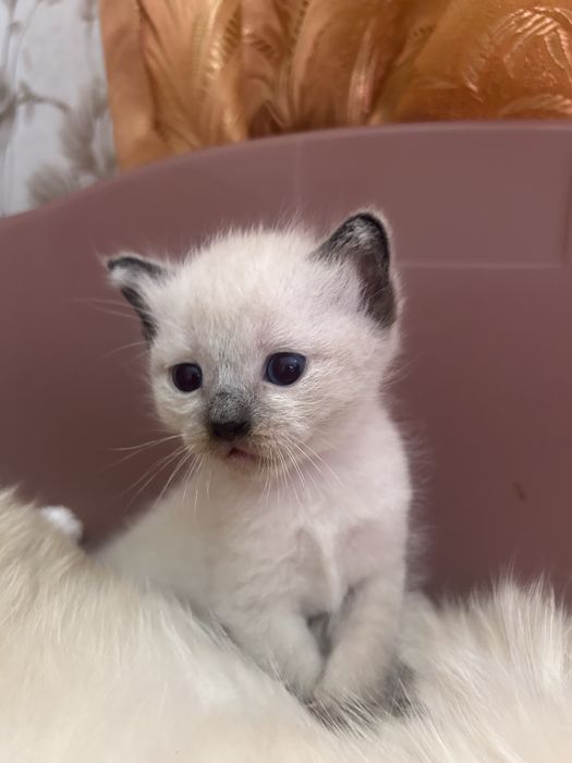 Тайські котики хлопчики та дівчатка