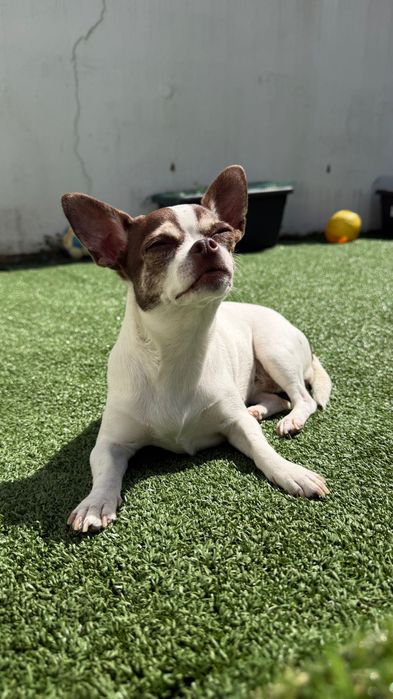 Chihuahua fêmea procura macho – Almada