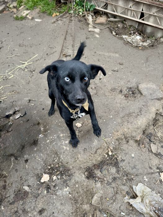 Шукає родину хлопчик з різними очима