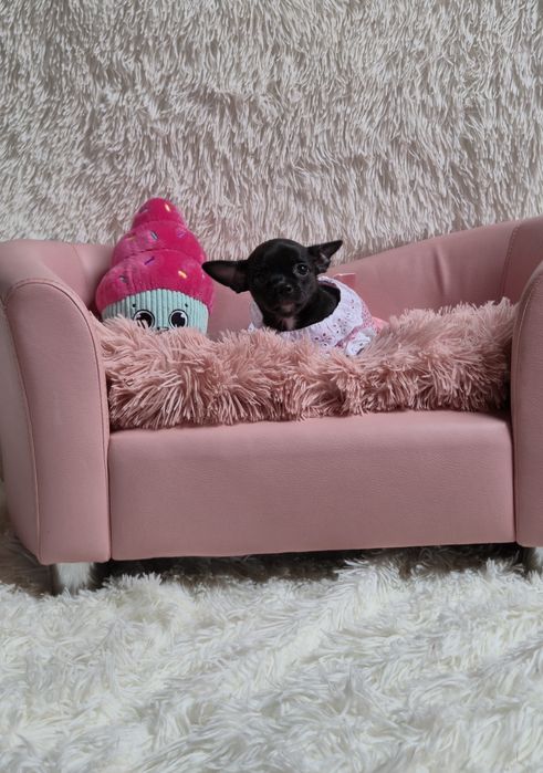 Piękna czarna dziewczynka chihuahua krótkowłosa