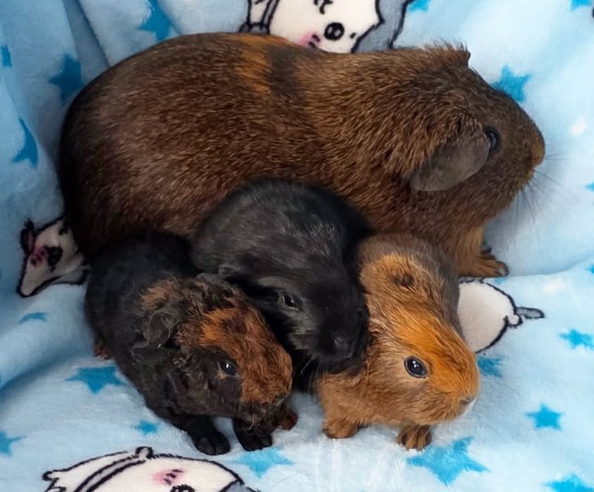 Малюки морська свинка п-к "Малютка Піг"