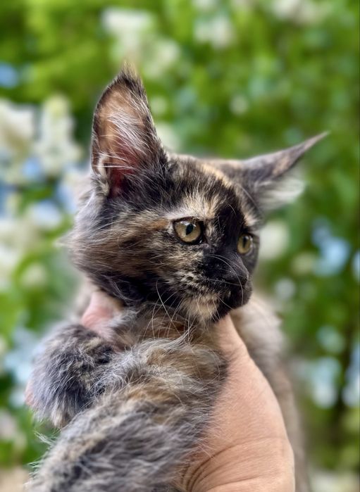 Czarna szylkretka Maine Coon