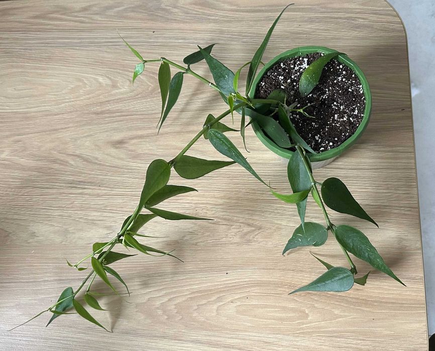 Hoya Polyneura Vietnam ze zdjęcia, kwitnie