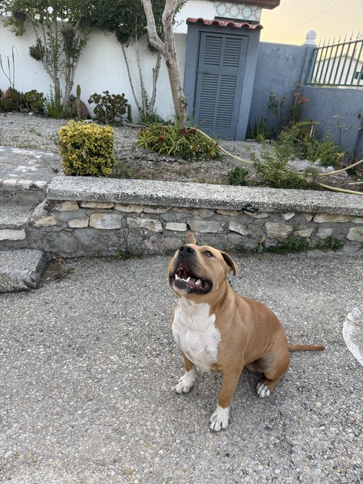 American bully para montas